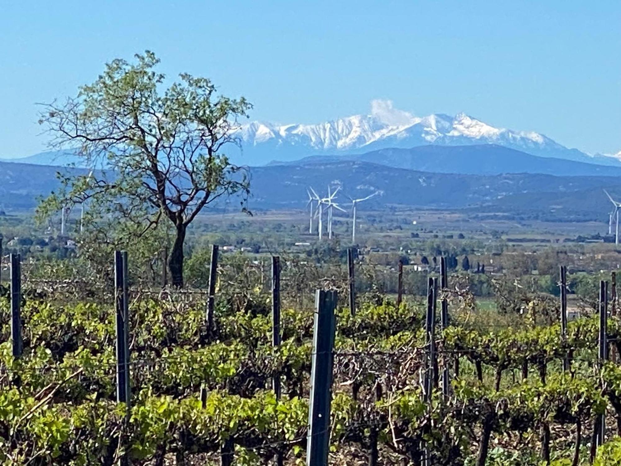 Maison Du Midi, 2 Gites De Charme Ginestas 외부 사진